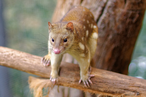 spotted tail quoll