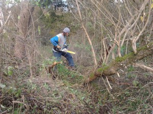 Danny removing dead tree