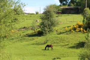 horses